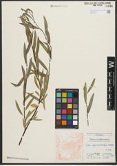 Foto von Salix pycnostachya Andersson